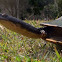 Eastern Snake-necked Turtle