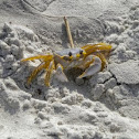 Atlantic Ghost Crab