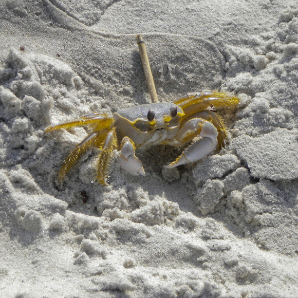 Spotting Image 1
