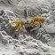 Atlantic Ghost Crab