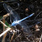 Male Eastern Pondhawk