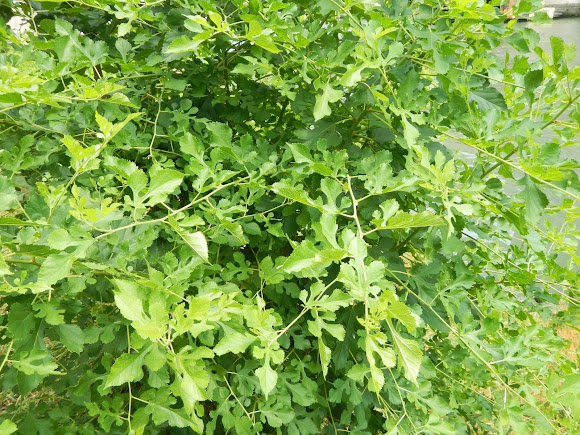 Spotting Image 1