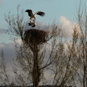 White Storks