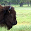 American Bison