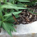 Monarch butterfly
