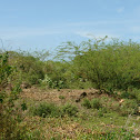Mimosa bush
