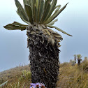 Frailejón