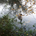 Mute Swan