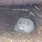 Arctic Fox