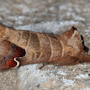 Sigmoid Prominent