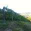 Syrah wine grape