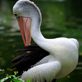 Pelican by Andri  Suanto - Animals Birds ( bird, fowl, fish, pelican, animal )