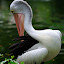 Pelican by Andri  Suanto - Animals Birds ( bird, fowl, fish, pelican, animal )