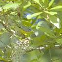 Northern Parula