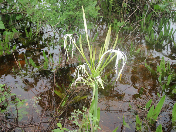 Spotting Image 1