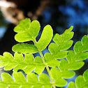 Fern