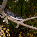 Eastern Rat Snake