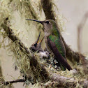Anna's Hummingbird