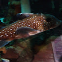 Spotted Ratfish