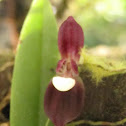 Orquídea