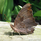 Question Mark Butterfly