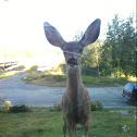 Mule Deer