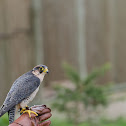 Peregrine Falcon