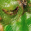 crescent-cup liverwort
