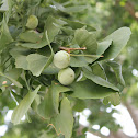 ginkgo female
