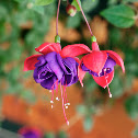 Fuchsia