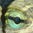 Red-eared slider