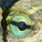 Red-eared slider