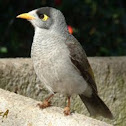 Noisy Miner