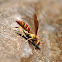 Wasp