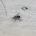 Baldfaced Hornet