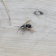 Baldfaced Hornet