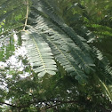 Mimosa/Silktree