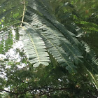 Mimosa/Silktree