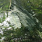 Mimosa/Silktree
