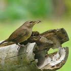 House Wren