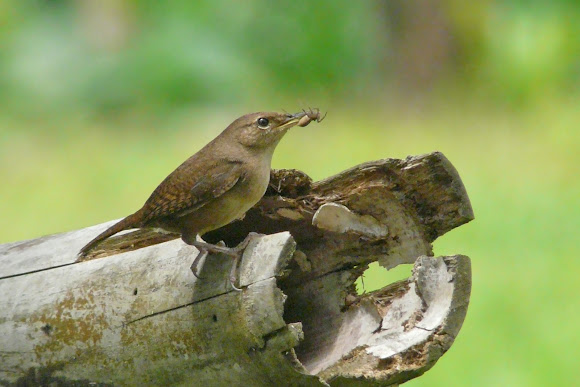 Spotting Image 1