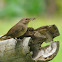 House Wren