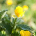 Bird's-foot Trefoil