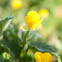 Bird's-foot Trefoil