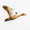 Philippine Duck