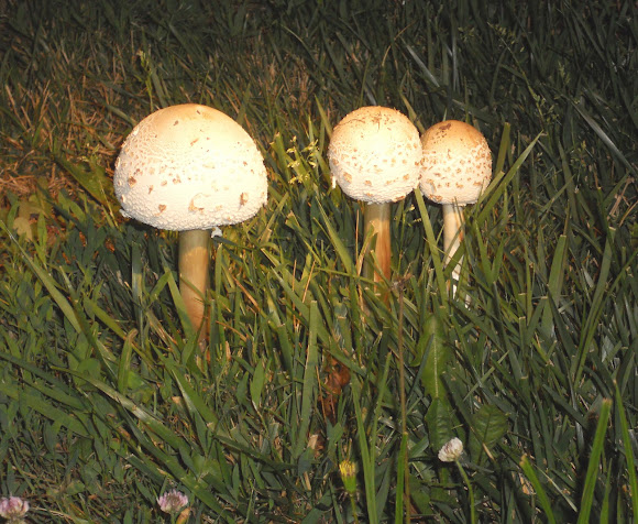 Spotting Image 1