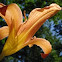 Orange Day Lily