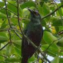 Asian Glossy Starling