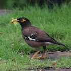 Common Myna