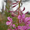 fireweed